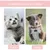 ZooVenture Collier Convalescence Chat Fleur 3P