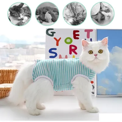 ZooVenture Body Chat Après Opération 2 Pièces ZooVenture Body Chat Après Opération 2 Pièces