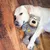 ZooVenture Peluche Ours Chien - Corde, Sons, Câlins