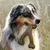 ZooVenture Jouet Os Bacon Chien - Durable, Forme Fourchette
