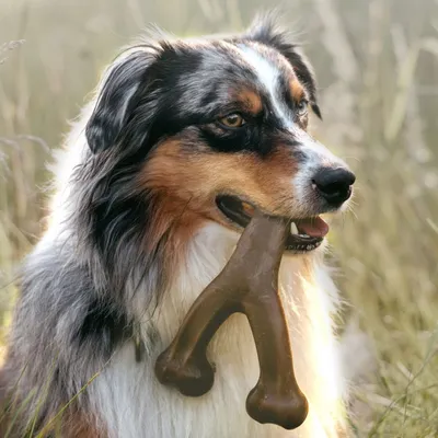 ZooVenture Jouet Os Bacon Chien - Durable, Forme Fourchette