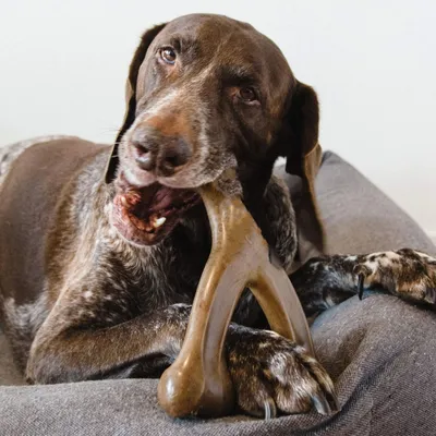 ZooVenture Jouet Os Bacon Chien - Durable, Forme Fourchette