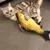 FurryFusion Jouet poisson en peluche avec catnip