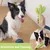 ZooVenture Jouet Cactus Chien - Caoutchouc Naturel, Hygiène Dentaire