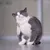PetTribes Jouet Interactif Double Chat Balle+Mangeoire Lente