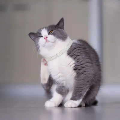 PetTribes Jouet Interactif Double Chat Balle+Mangeoire Lente