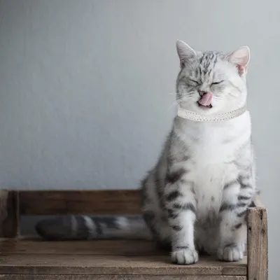 PetTribes Jouet Interactif Double Chat Balle+Mangeoire Lente