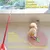 PetTribes Ensemble Jouets Chat - 2 Bâtons + 9 Plumes