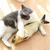 PetTribes Jouet Poisson Électrique Chat Rechargeable USB