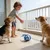 Pawffee Balle jouet interactive pour chat et chien - bleu