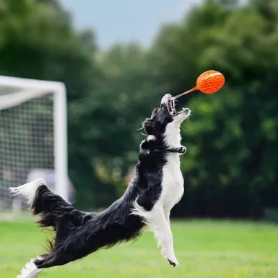 FurryFusion Balle de jeu pour chien pour grignoter