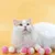 MCBOSON Lot de 12 peluches pour chat de 4,5 cm Jaune MCBOSON Lot de 12 peluches pour chat de 4,5 cm Jaune