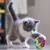 FurryFusion Balle en caoutchouc à motifs, jouet pour animaux de compagnie