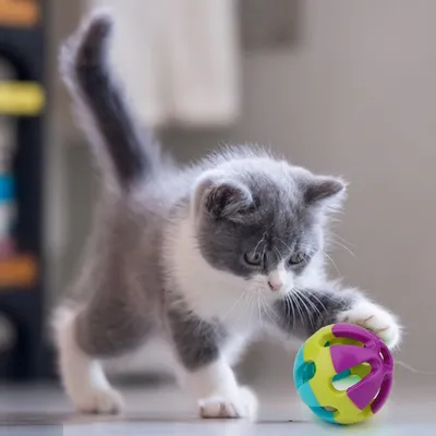 FurryFusion Balle en caoutchouc à motifs, jouet pour animaux de compagnie