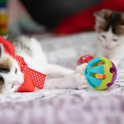 FurryFusion Balle en caoutchouc à motifs, jouet pour animaux de compagnie