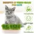 ZooVenture 2er Set Katzengras Zucht Hydroponie ZooVenture 2er Set Katzengras Zucht Hydroponie