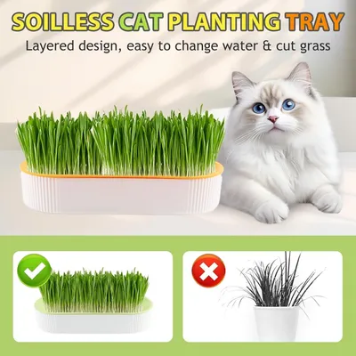ZooVenture 2er Set Katzengras Zucht Hydroponie ZooVenture 2er Set Katzengras Zucht Hydroponie