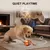PetTribes Balle Interactive Rechargeable pour Chien