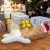 PetTribes Jouet Chat Automatique Papillon : Rotation 360°, 2 Remplacements