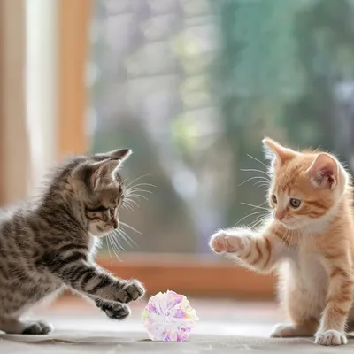 PetTribes 20 Boules Froissement Chat PVC Colorées Stimulation 5.1cm