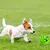 ZooVenture Balle Rire Chien - Vinyle, Petits/Moyens/Grands