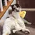 MCBOSON Jaune (Nettoyage Dentaire Naturel) Jouet Chat