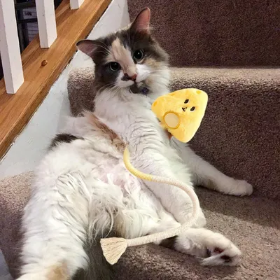 MCBOSON Jaune (Nettoyage Dentaire Naturel) Jouet Chat