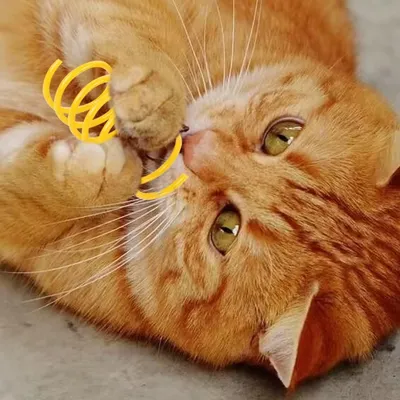 ZooVenture Jouet Plume Chat 32P Coloré