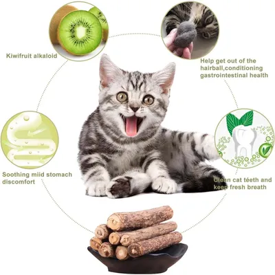 Zoomtopia Lot 10 bâtons dentaires silvervine pour chat naturels