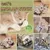 Zoomtopia Lot 10 bâtons dentaires silvervine pour chat naturels