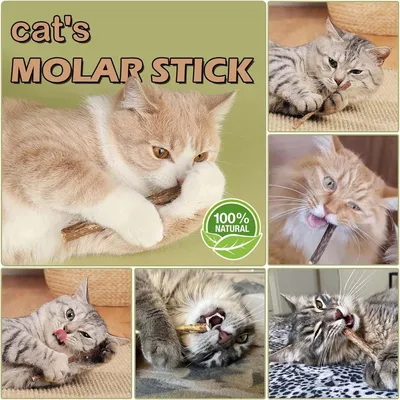 Zoomtopia Lot 10 bâtons dentaires silvervine pour chat naturels
