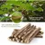 Zoomtopia Lot 10 bâtons dentaires silvervine pour chat naturels