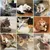 Zoomtopia Lot 10 bâtons dentaires silvervine pour chat naturels