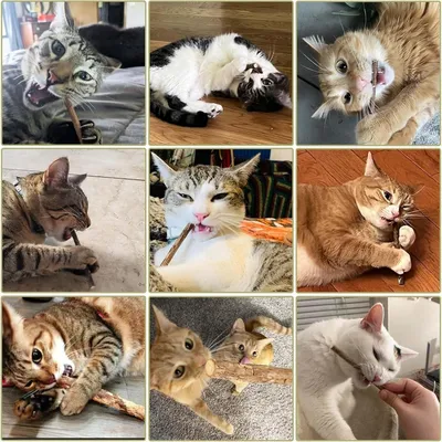Zoomtopia Lot 10 bâtons dentaires silvervine pour chat naturels