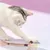Zoomtopia Bâtonnets herbe à chat dentaire haleine lot 3 pièces