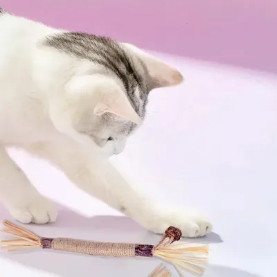 Zoomtopia Bâtonnets herbe à chat dentaire haleine lot 3 pièces