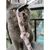 PetTribes Baguette Teaser Chat Violet,Jouet Interactif Chaton