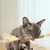 FurryFusion Bâton de grignotage en bois de tatarin pour chat