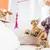 ZooVenture Canne Plume Chat Interactif Sonnette