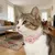 Lot de 1 MCBOSON Collier chat sans abonnement GPS 2026 rose Lot de 1 MCBOSON Collier chat sans abonnement GPS 2026 rose