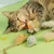 ZooVenture Jouets Souris Peluche Chat - 8 Pièces