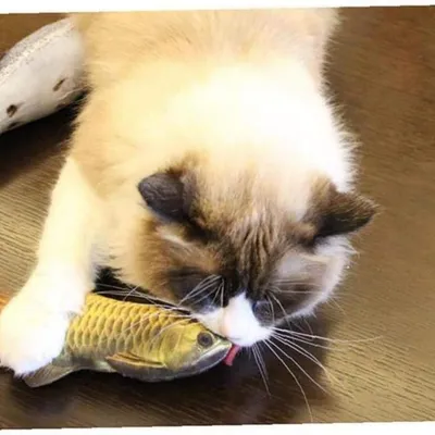 ZooVenture Jouet Chat Souple - Noël, Hypoallergénique, Portable
