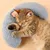 ZooVenture Coussin Peluche Chat Chien - 27x17x6cm, Doux