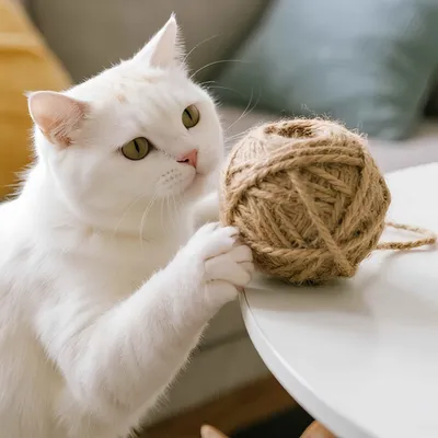 FurryFusion Corde de jute de rechange pour griffoir pour chat FurryFusion Corde de jute de rechange pour griffoir pour chat