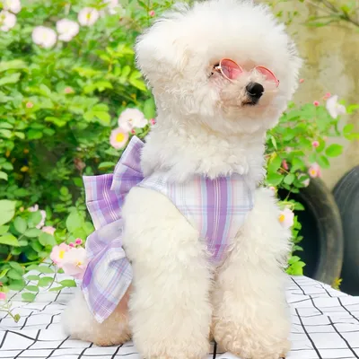 FurryFusion Hundegeschirr/Kleid (mit Leine)