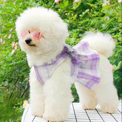 FurryFusion Hundegeschirr/Kleid (mit Leine)
