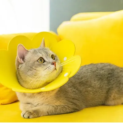 FurryFusion Anti-Leck-Halsband aus Filz für Katzen