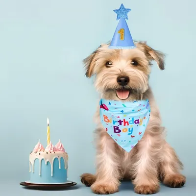 PetTribes Hunde-Geburtstagsdekoration mit nummeriertem Hut PetTribes Hunde-Geburtstagsdekoration mit nummeriertem Hut