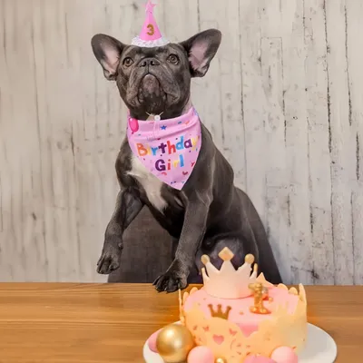 PetTribes Hunde-Geburtstagsdekoration mit nummeriertem Hut PetTribes Hunde-Geburtstagsdekoration mit nummeriertem Hut