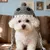 FurryFusion Geflochtene Haube für Katzen und Hunde FurryFusion Geflochtene Haube für Katzen und Hunde